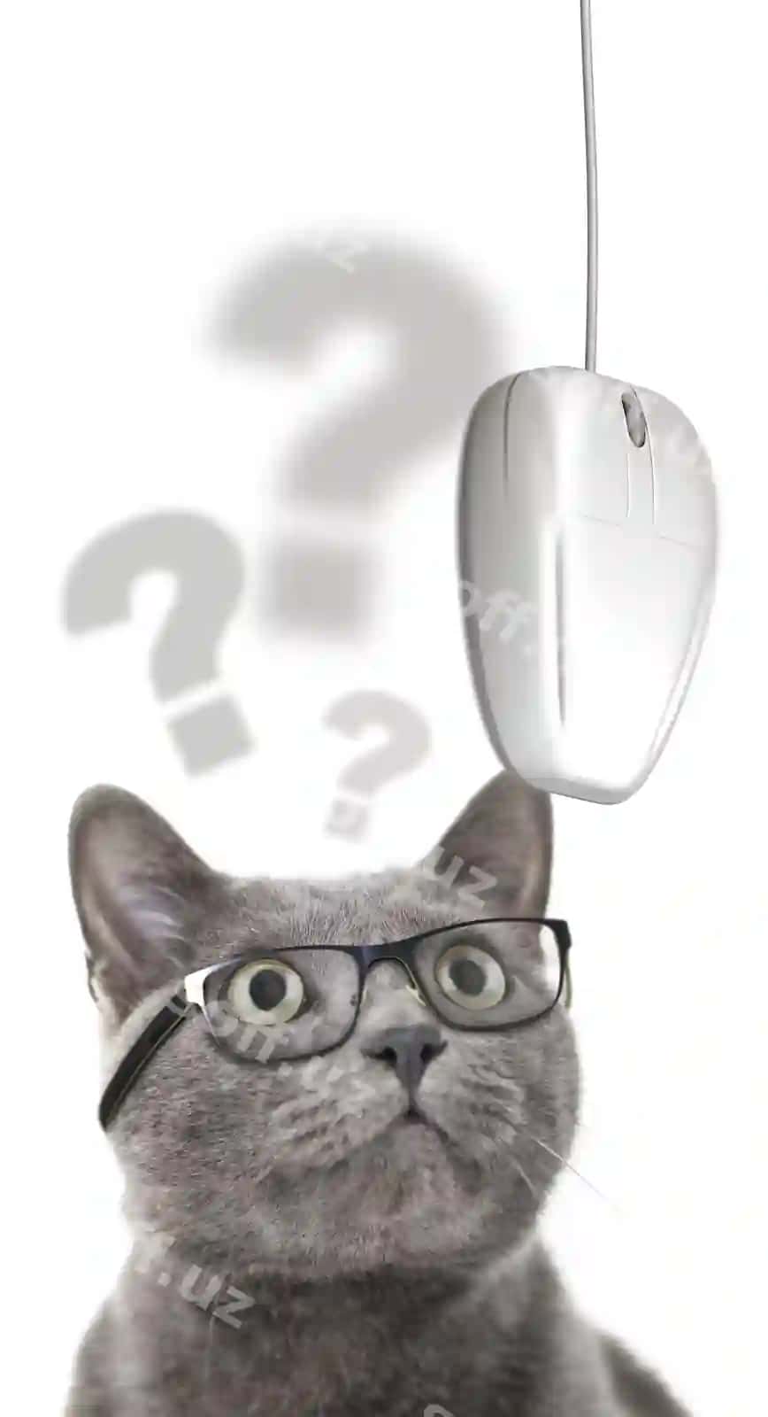 Mushuk ko'z qo'llab kompyuter sichqonchasiga qarab oq orqa fonda | Cat with glasses looking computer mouse white background