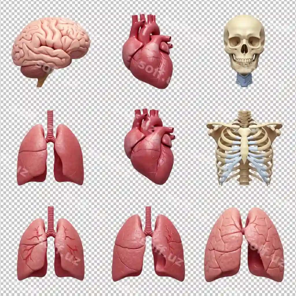 Inson organlari uch o'lchovli modellar | Human organs 3d models 2