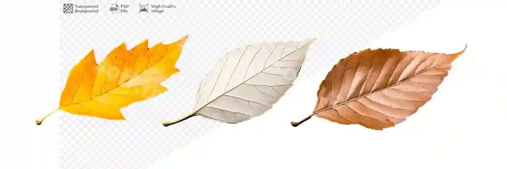 Uch gurucha barg shaffof orqa fonda | Three autumn leaves transparent background