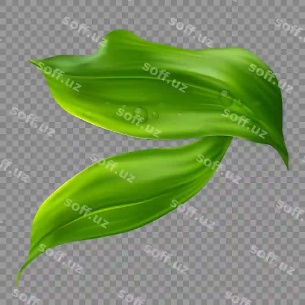 Realistik 3d yashil barg suv dammlari shaffof fonda | Realistic 3d green leaf with water drops transparent background