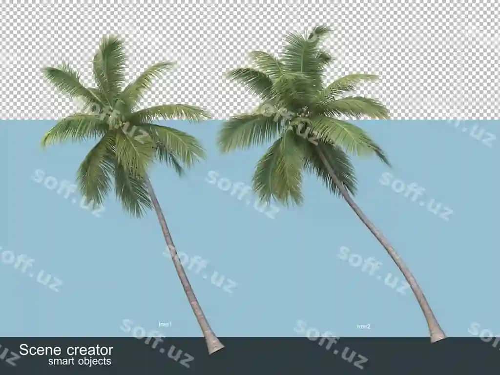 3d rendering turli xil palmachilar turlari | 3d rendering various types palm trees 2