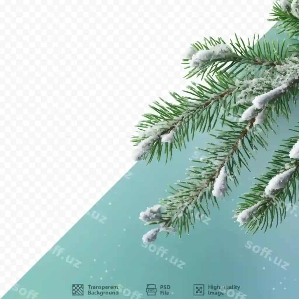 Qish bayrami rasmi qorqoq yolka daryolari shaffof orqa fonda | Winter holiday image snowy fir branches transparent background