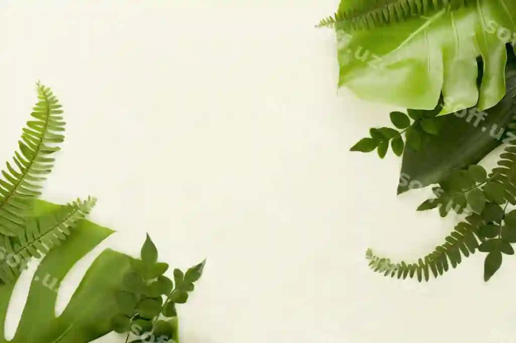 Yuqori ko'rinish paprochniklar monstera bargi boshqa barglar | Top view ferns with monstera leaf other leaves