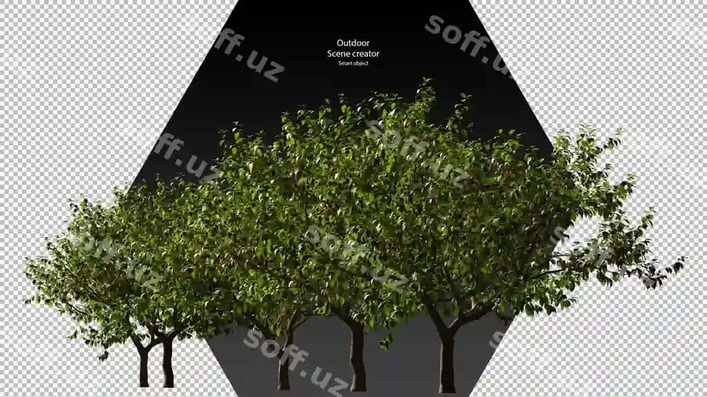 Gilos daraxti kesish yo'li gilos daraxti ajraltirilgan | Cherry tree clipping path cherry tree isolated 2
