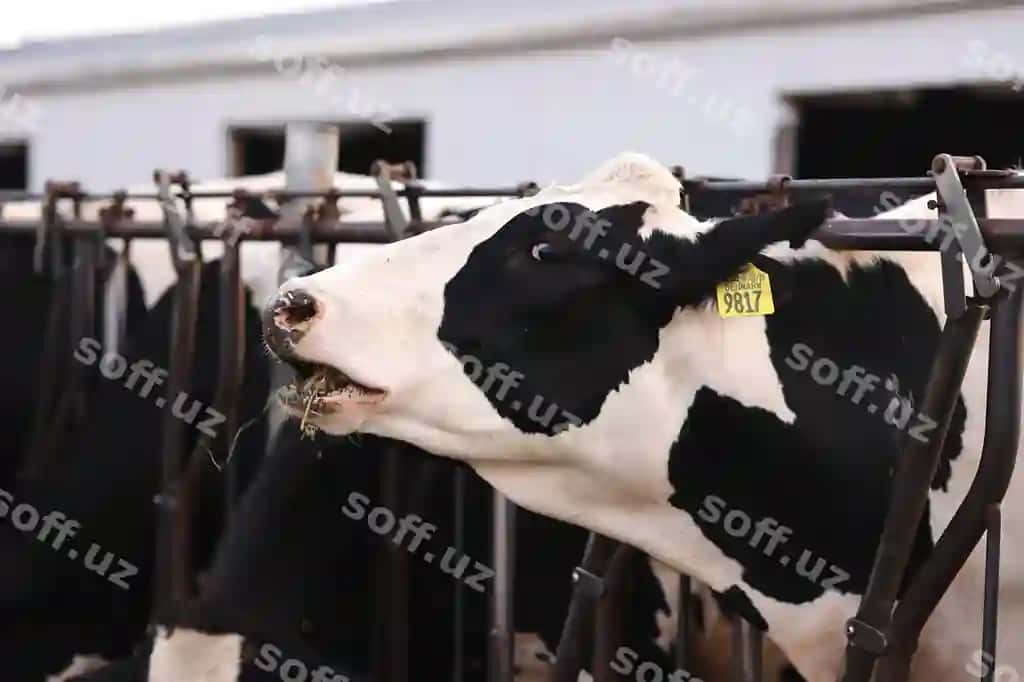 Yaxin suratdagi sigir | Close up cow