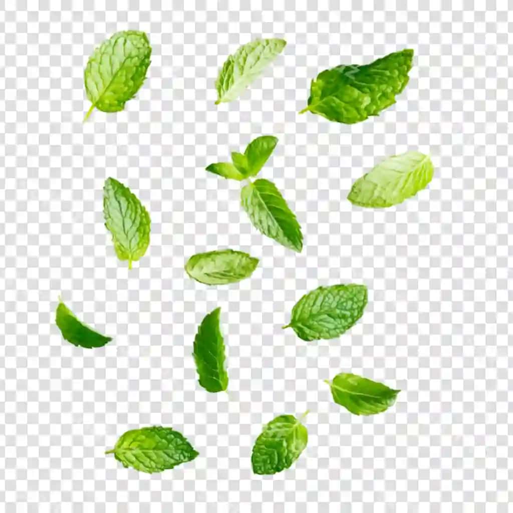 Yashil nana varaq tushyapti shaffof orqa fonda | Green mint leaves falling transparent background