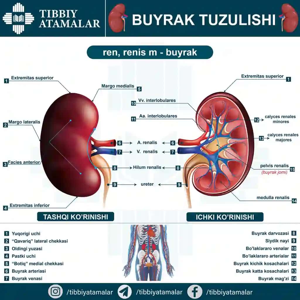 Insun buyragi anatomiyasi haqida infografik poster. Ren, Renis