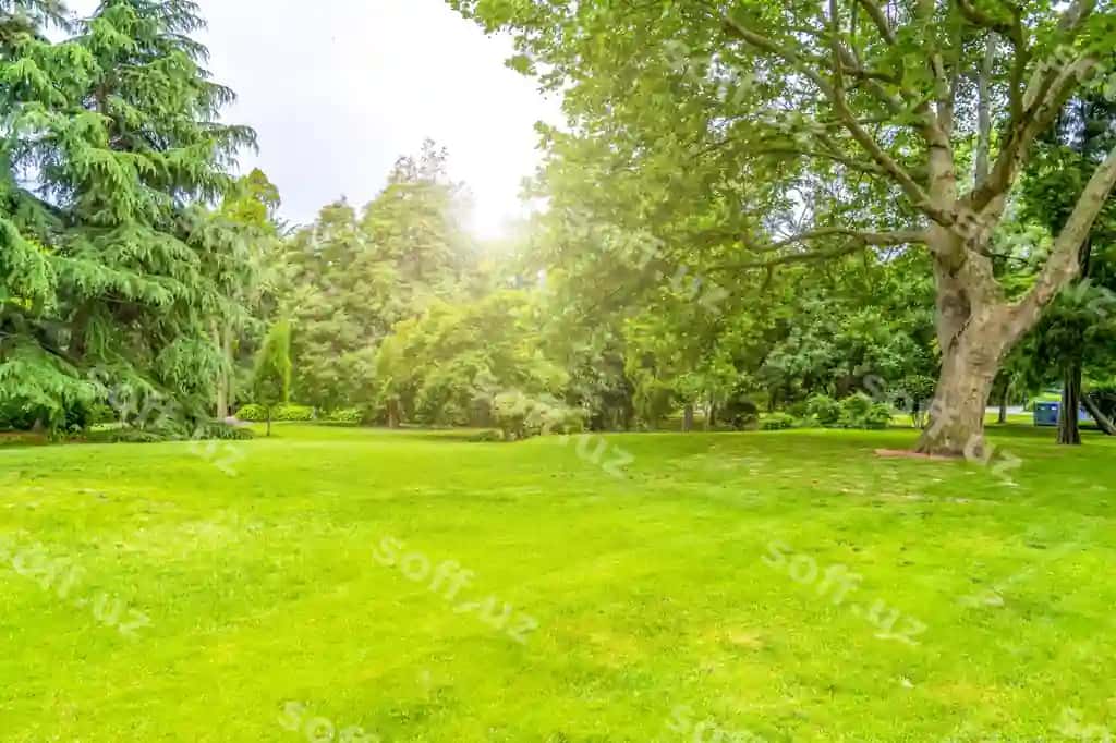 Yashil yashil olovchi parki | Green green forest park