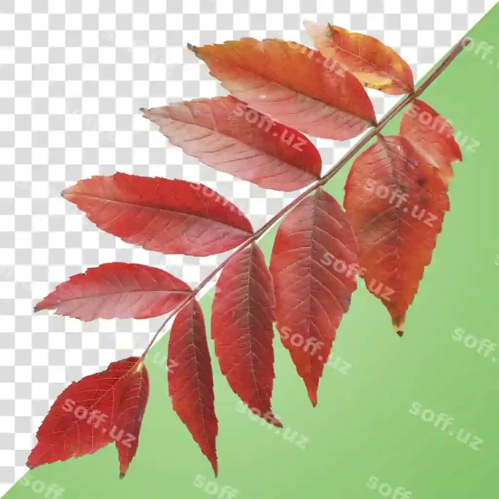 Binofat chil qizil varaqli darma | Vibrant autumn red leaf branch