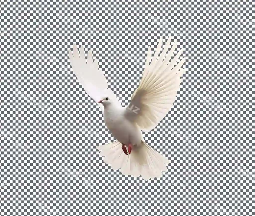 Bunday chiroyli uchqan karrasu shaffof orqa fonda ajraltirilgan | So cute fly dove isolated transparent background