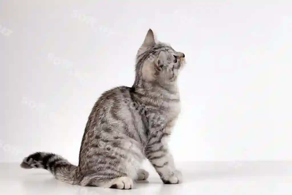 Portret Scottish Straight buzoq oq fonda | Portrait scottish straight kitten white background