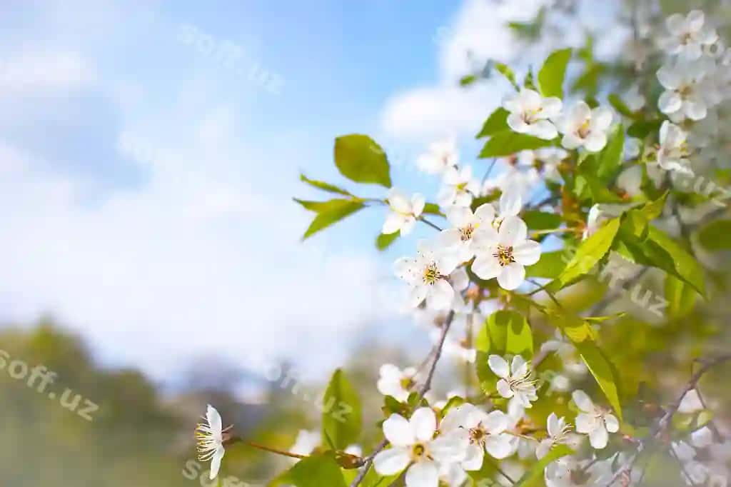 Bahor mevasi bolalgan olcha daraxti | Spring blooming apple tree 2