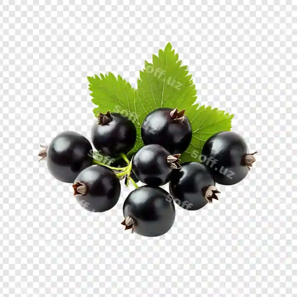 Yashil bargli bir guruh brombeeralar shaffof fonda | Bunch blackberries with green leaf transparent background