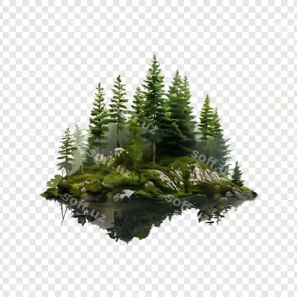 Boyoq doim yashil ginek oʻrmon adasi yashil daraxtlar tabiat sahnası | Lush evergreen coniferous forest island green trees nature scene