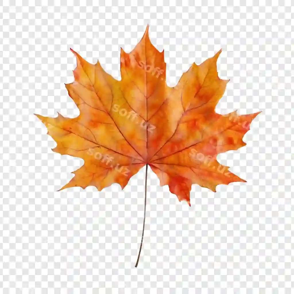 Bahor ariq varagi | Autumn maple leaf 2
