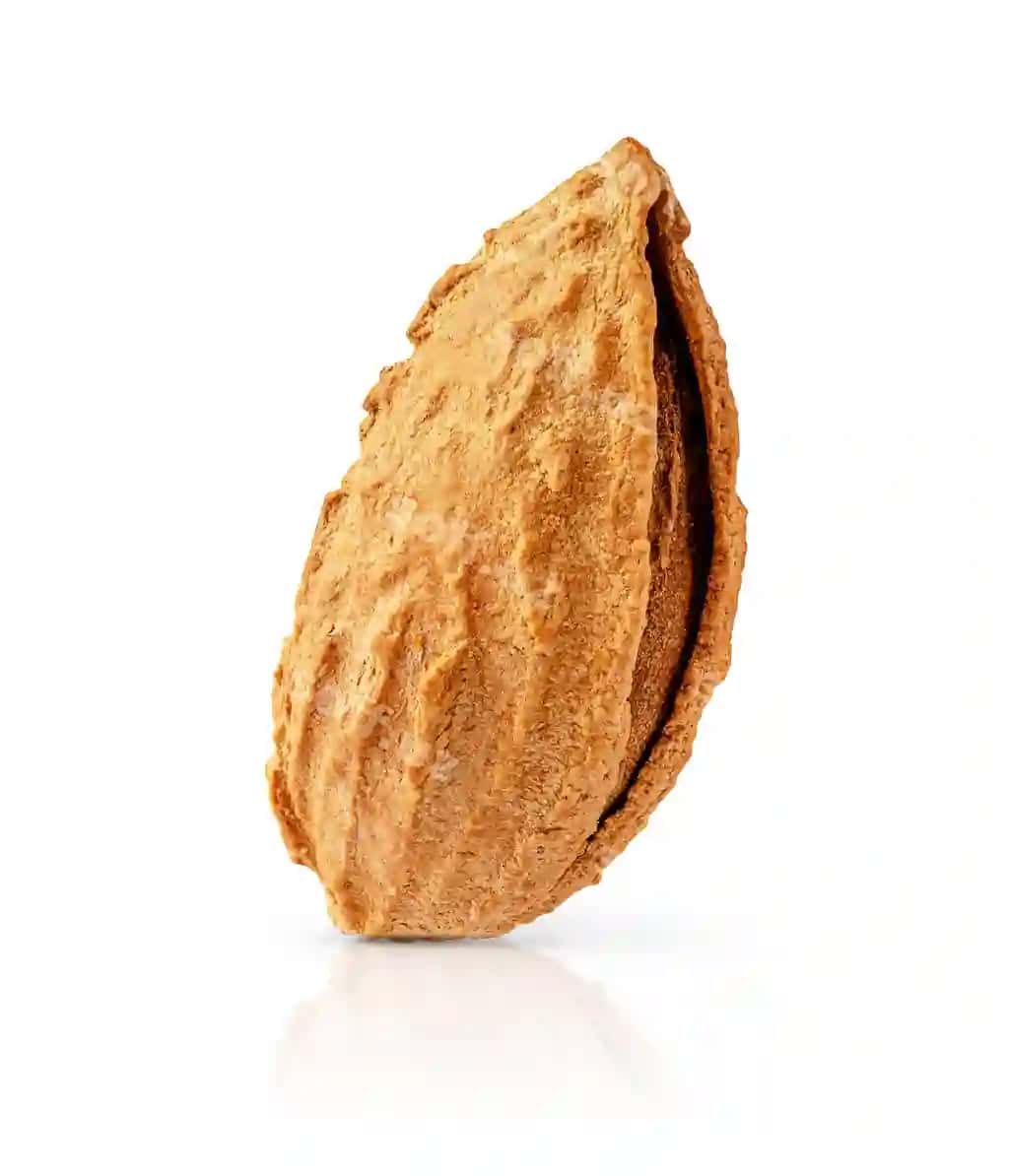 Makro surat bodom qabig'i ajraltirilgan klippi yo'nali | Macro shot almond nut shell isolated with clipping path