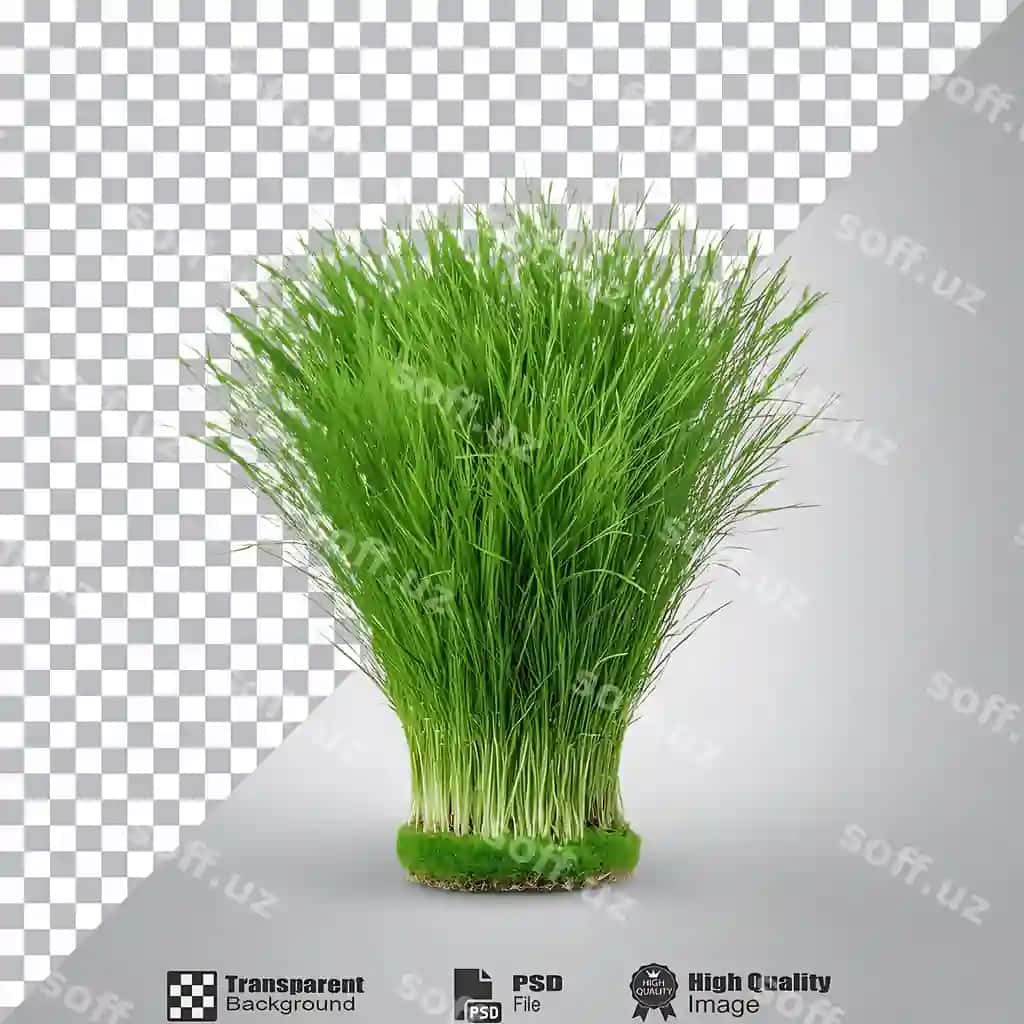 G grass isolated transparent background | G grass isolated transparent background 2