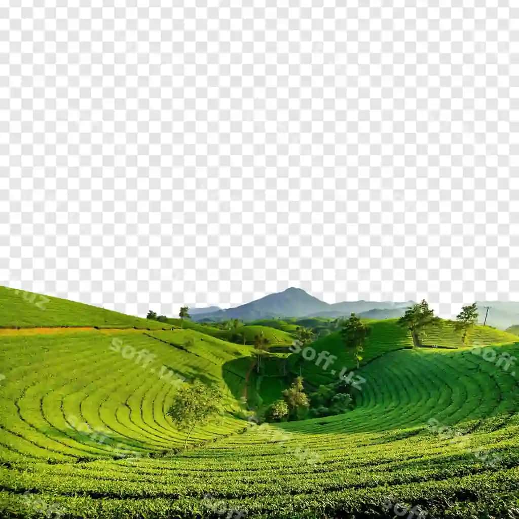 Gölsak choy ekimi subhroq to'p qarashli | Rolling tea plantation sunrise with mountain view