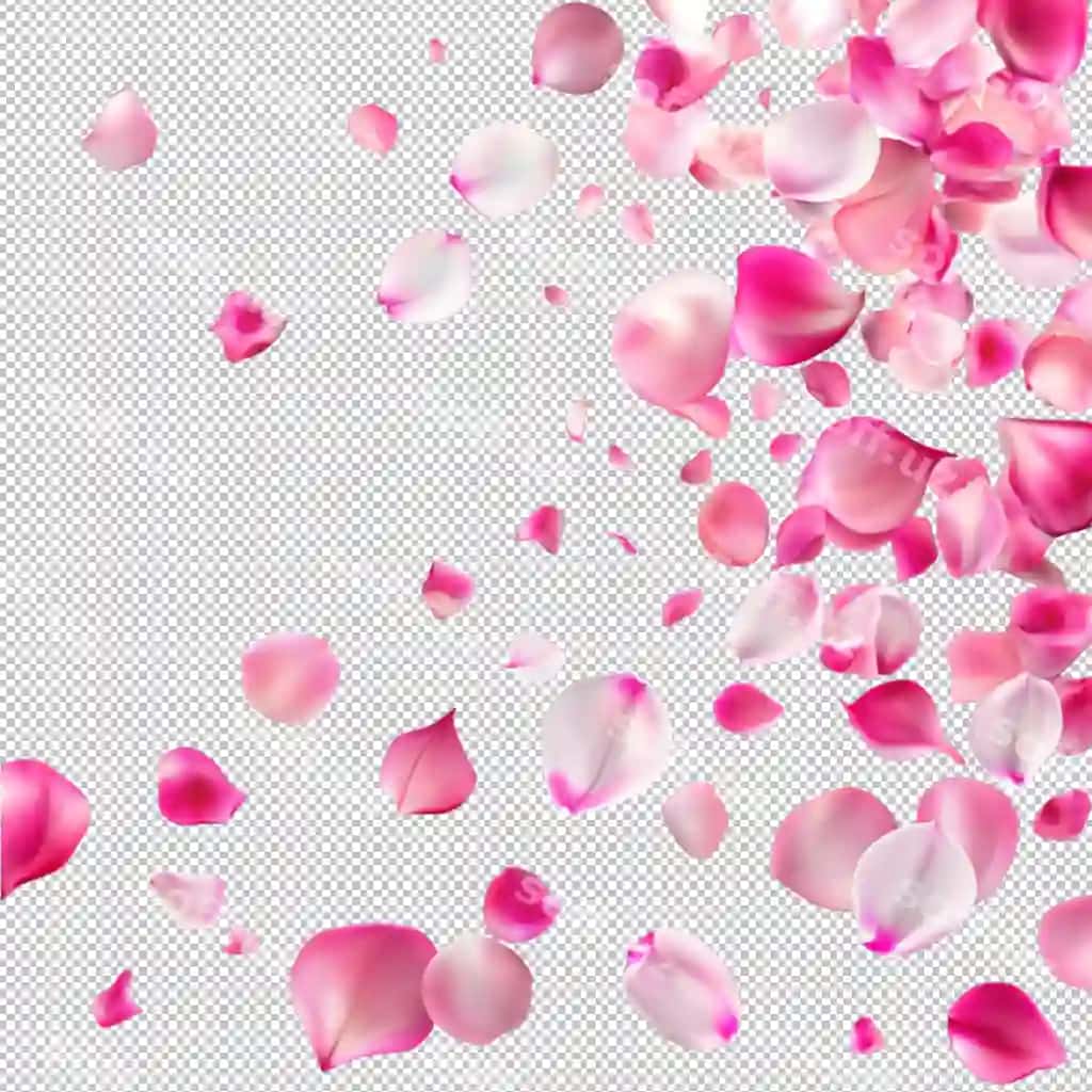 Binafsha gul qo'shiqlari shaffof orqa fonda tushadi | Pink rose petals fall transparent background