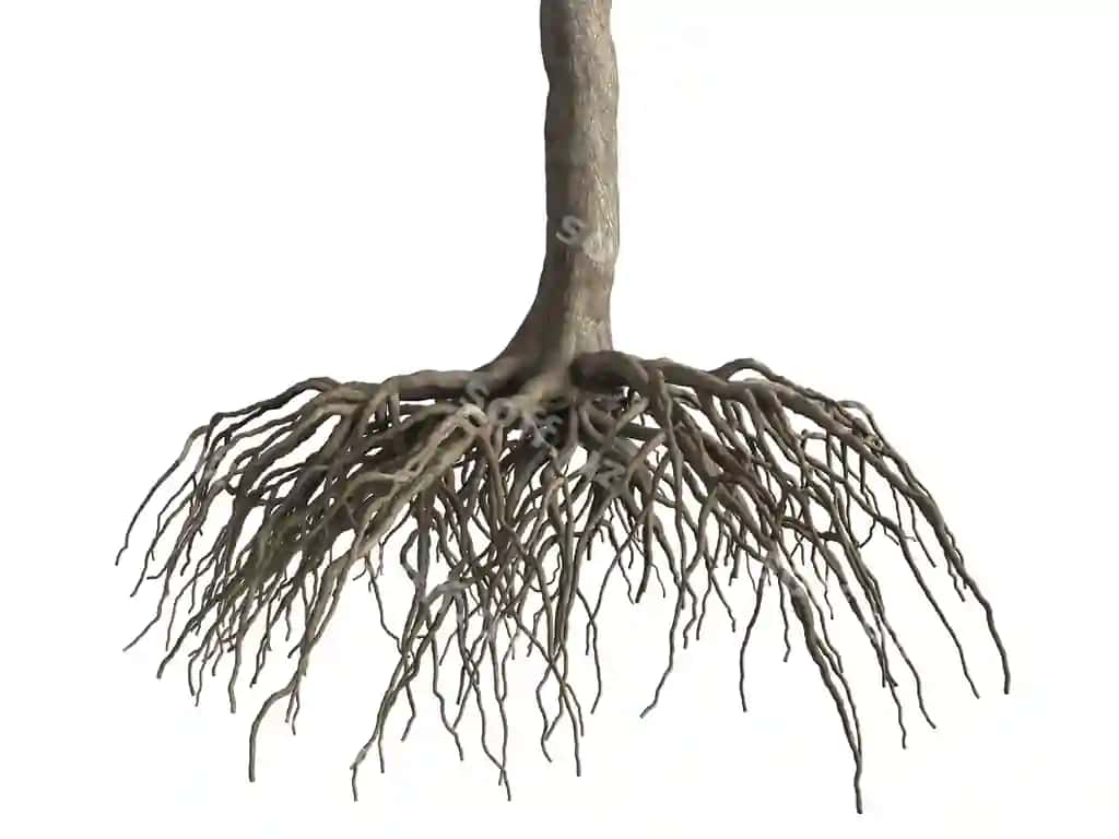 Daraxt ildizlari oq fon ob'ektini ajratadi. | Tree roots isolate white background object