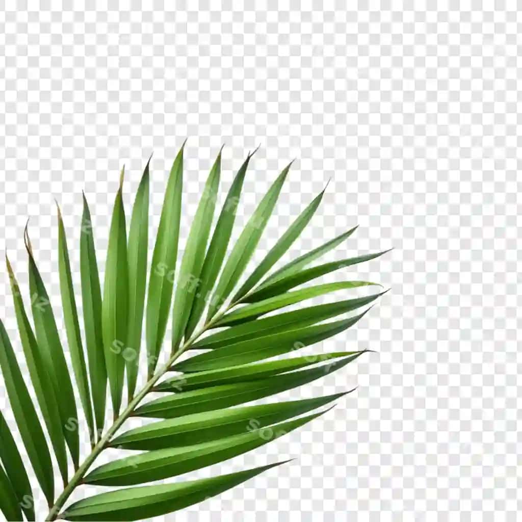 Boyevorang yashil palm bargi tropik bargi ekzotik botanika yoz | Lush green palm frond tropical leaf exotic botany summer