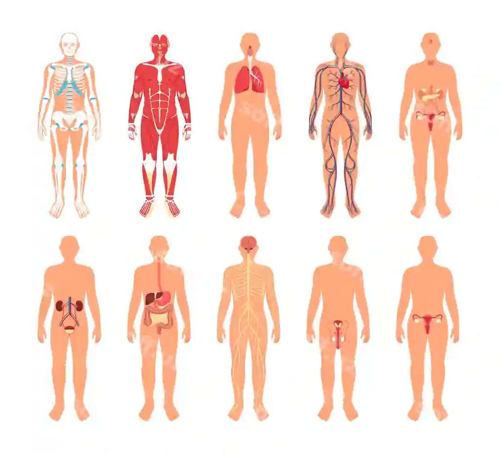 Inson tana organlari plat dizayni | Human body organs flat design