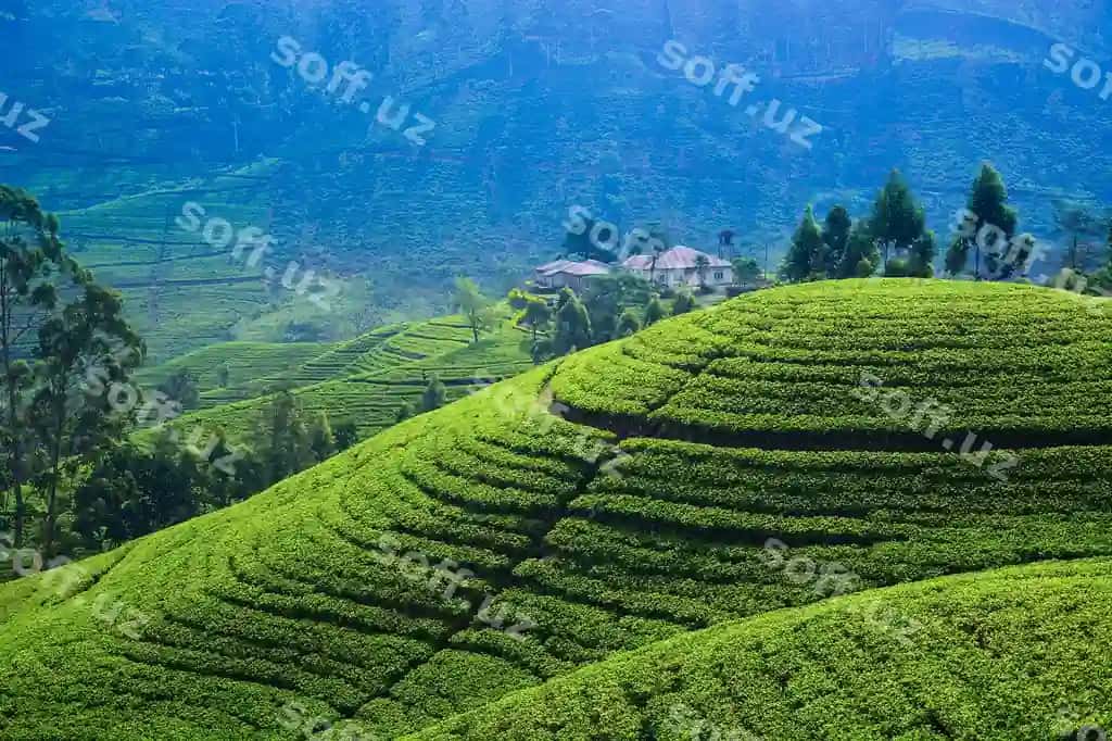 Choy ekish joyi Sri Lanka | Tea plantation sri lanka