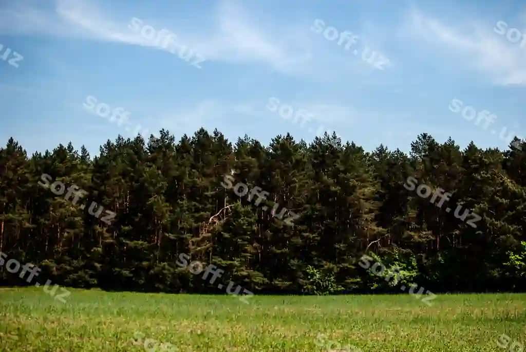 Daraxtlar chamanli maydon | Trees grassy field 2