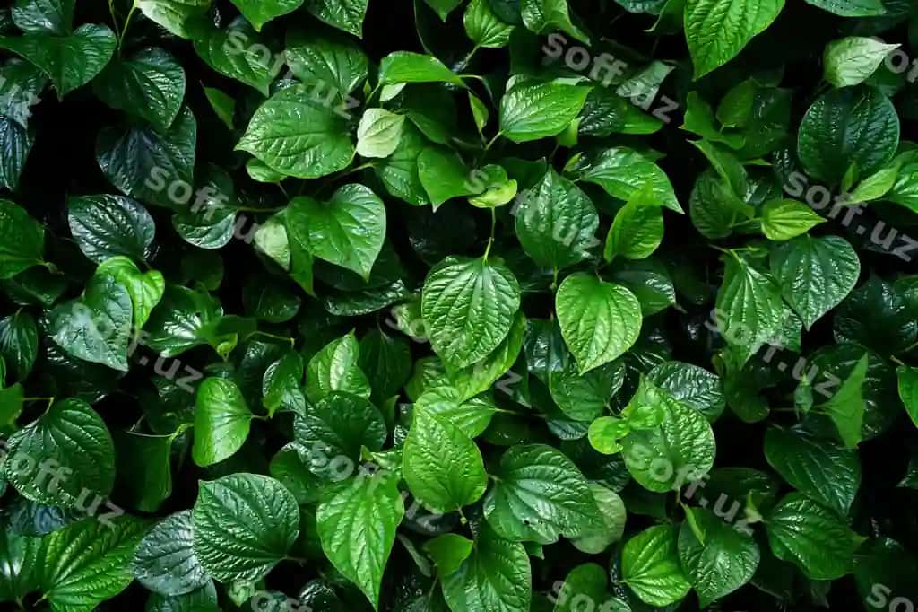 Sevgi yer kontseptsiyasi yashil varaq fon | Love earth concept green leaf background
