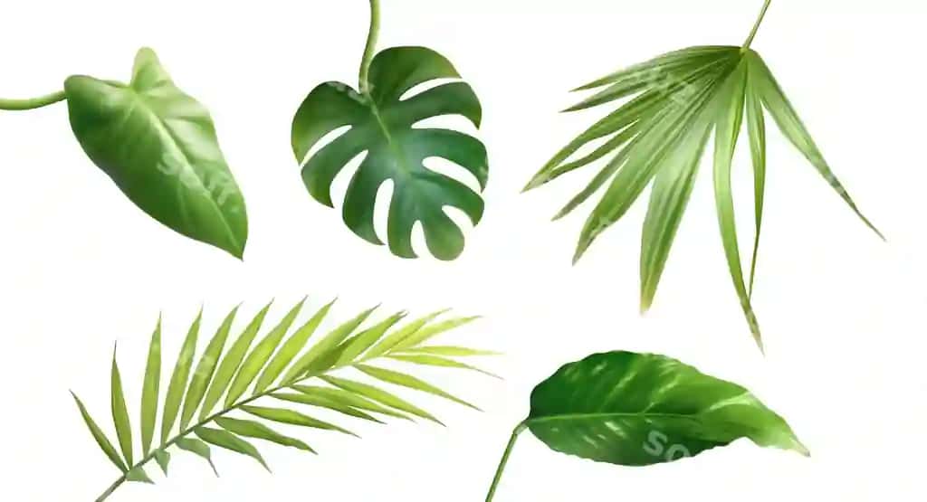 Haqiqiy o'rmon elementlari to'plami tropik yaproqlar bilan | Realistic jungle element set collection with tropical leaves