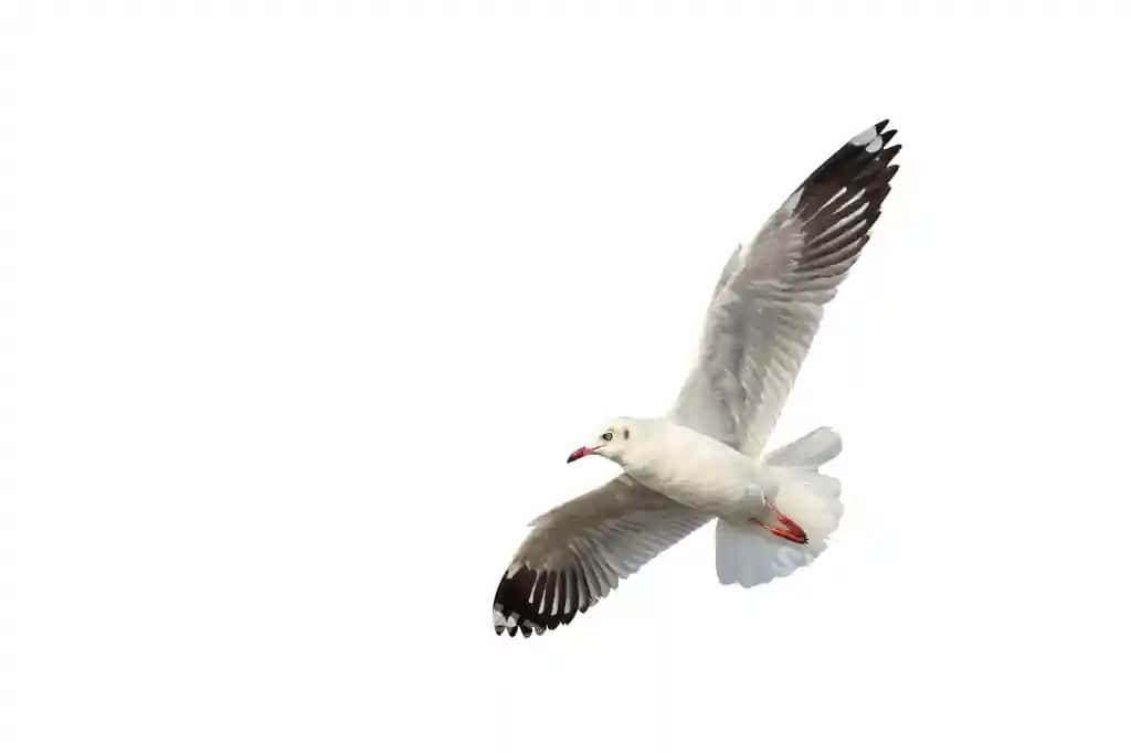 Go'zal qoraqay uchuvchi ajralangan oq fonda | Beautiful seagull flying isolated white background 2