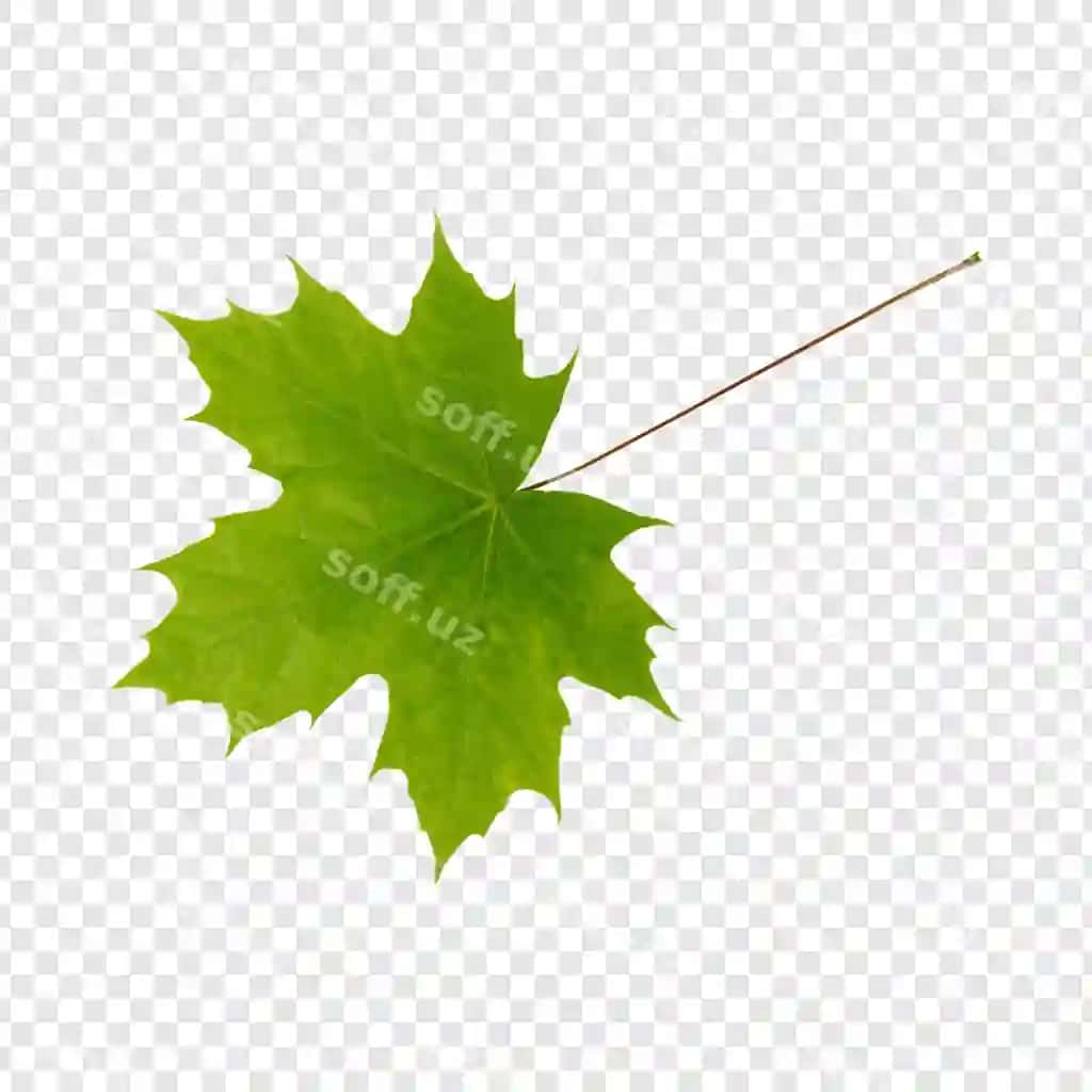 Yashil uch qovoq varagi | Green maple leaf 2