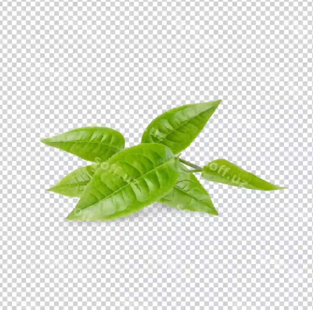 Yashil choy varatlari ajraltirilgan premium psd | Green tea leaves isolated premium psd
