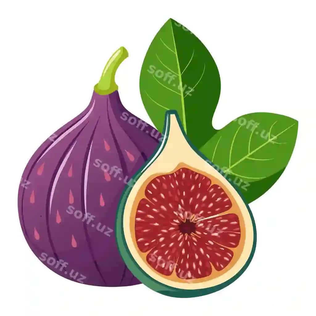 Inca meva vektor illustratsiyasi | Figs fruit vector illustration 2