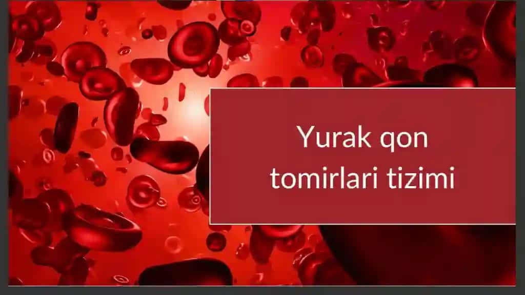 Yurak qon tomirlar tizimi 3