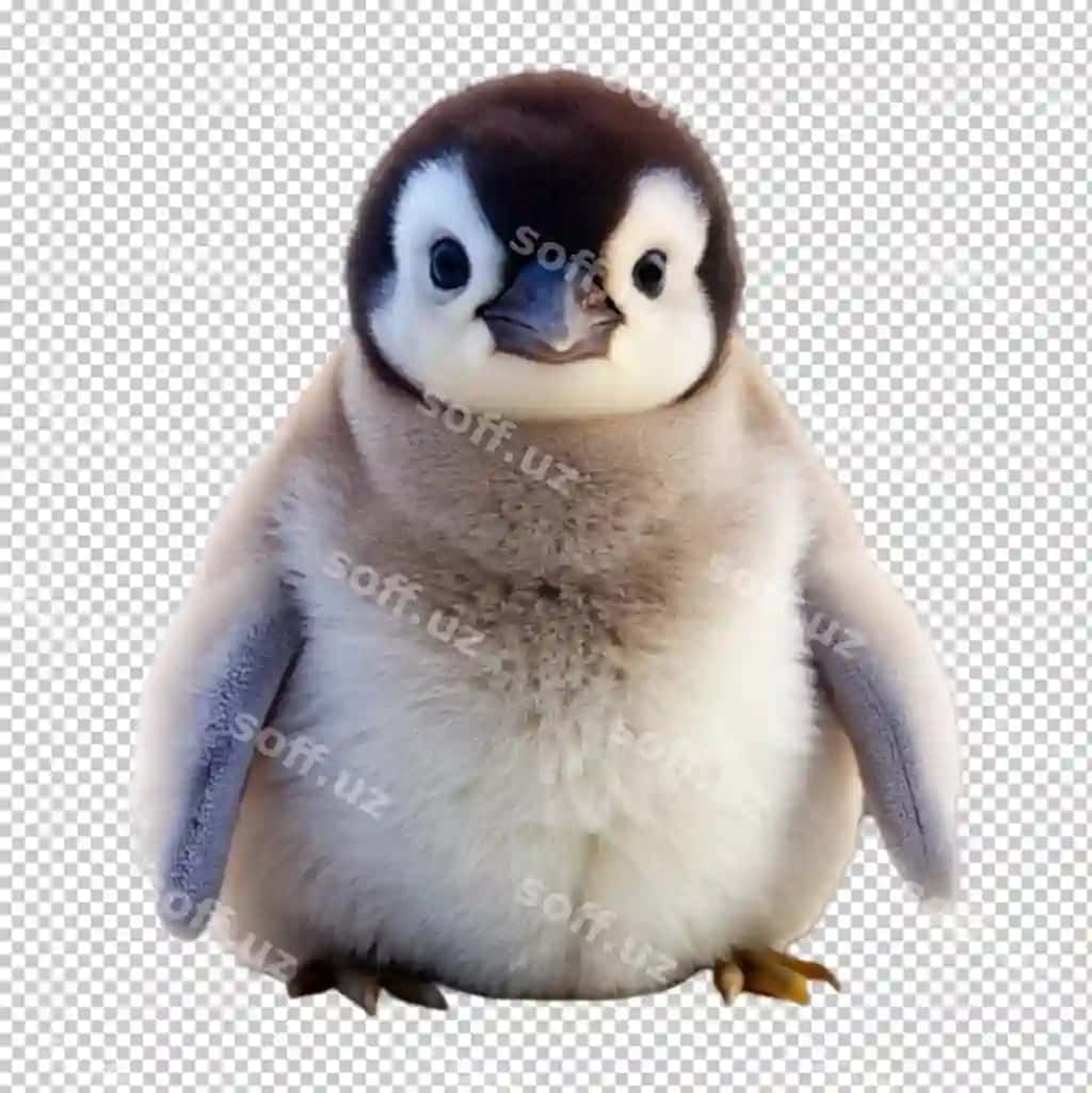 Bola pinguin | Baby penguin