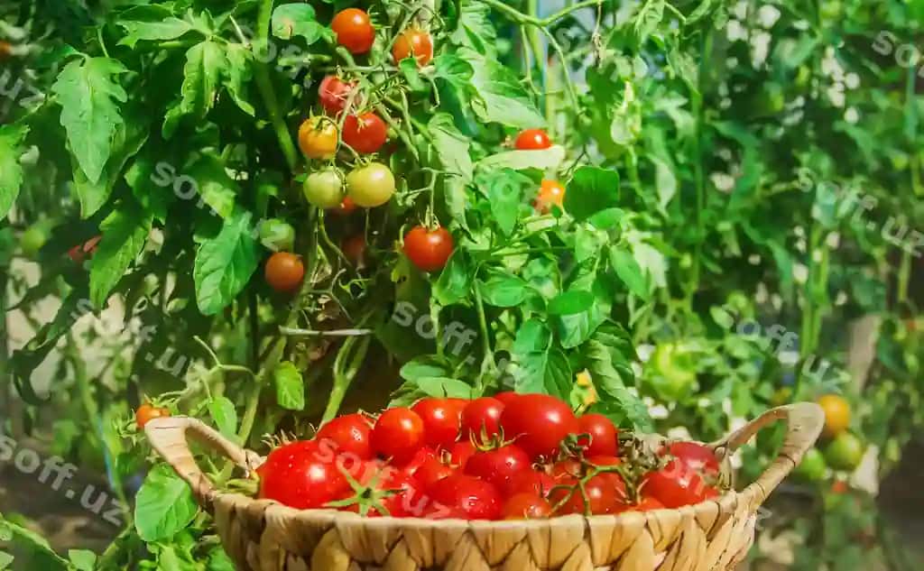 Lot pomidorlar bog' mahsuloti | Lot tomatoes garden harvest