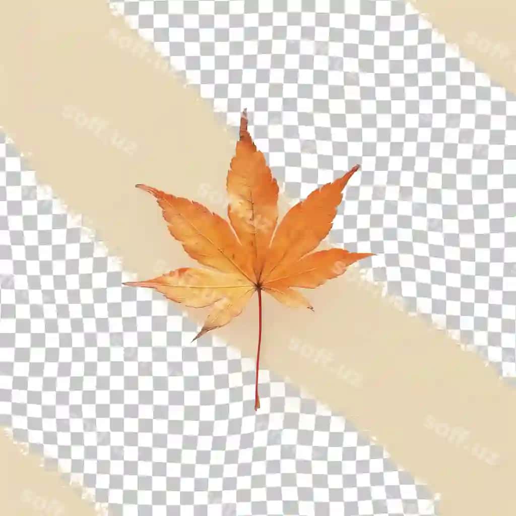 Buzovoy list oq fonda, buzovoy list rasmi bilan | Maple leaf white background with picture maple leaf it