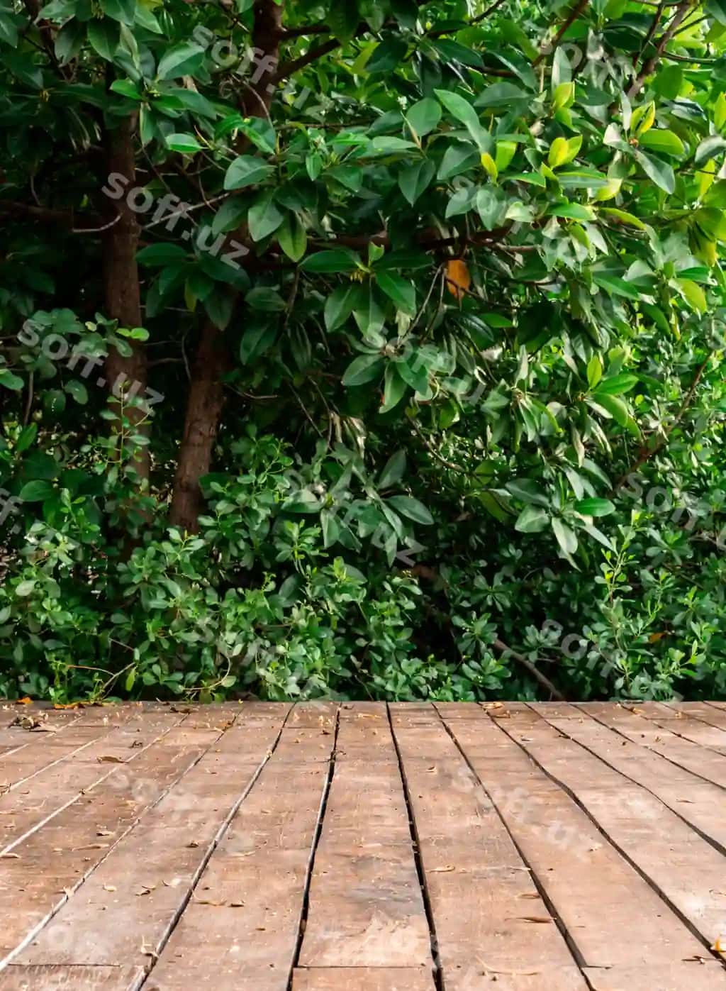 Yog'ochli terrasa daraxt o'rmon chuqur bahor quyoshli kun bilan | Wooden terrace with tree forest bush spring sunny day 2