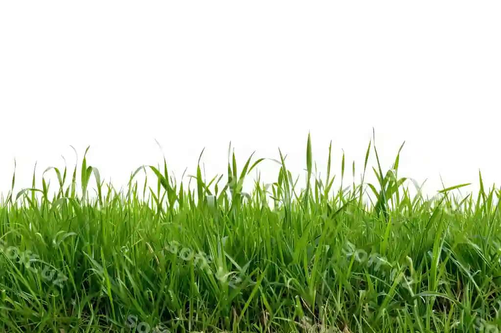 Yashil grass oq fon | Green grass white background