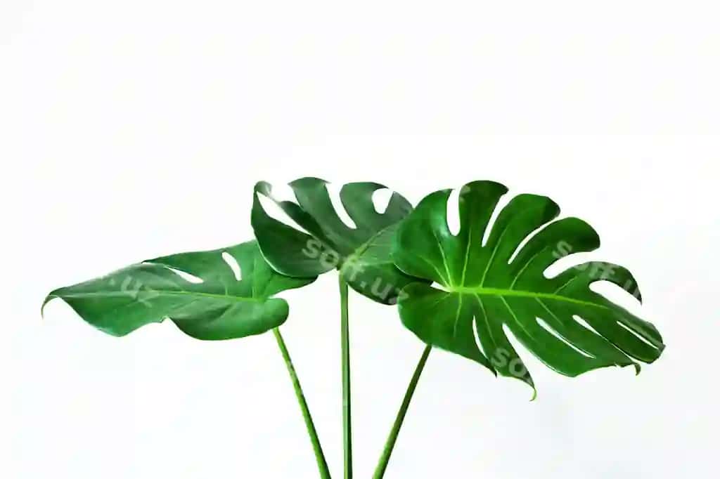 Chiroyli monstera bargi ajraltirilgan oq fonda | Beautiful monstera leaf isolated white background