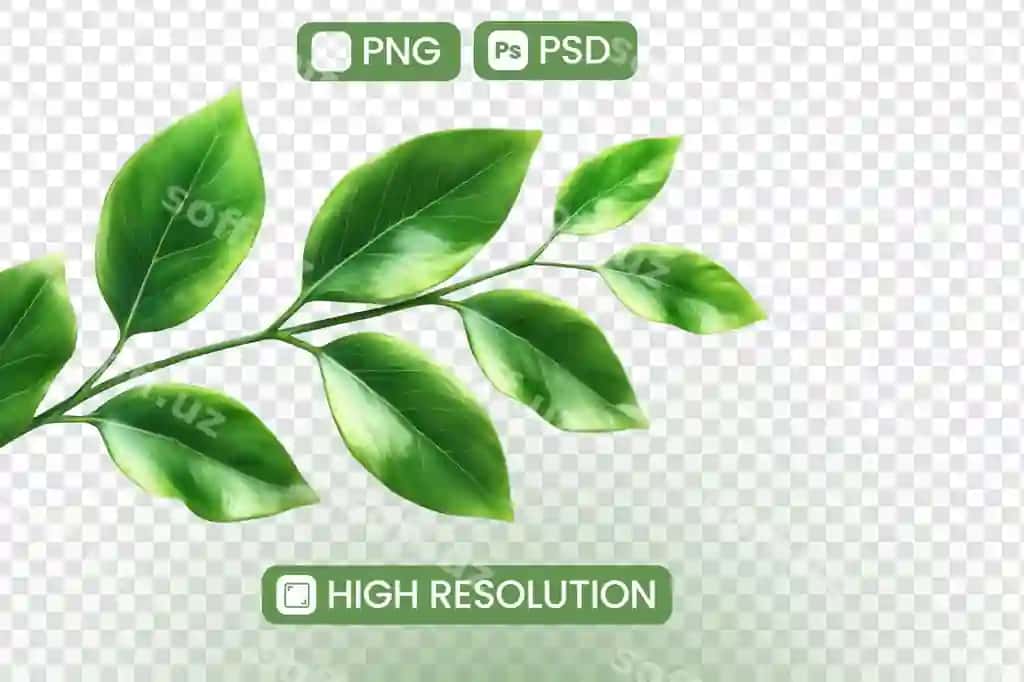 Binofat yashil varaq yuqori rezolyutsiya png psd Yuklab olish dizayn loyihalari | Vibrant green leaves highresolution png psd download design projects
