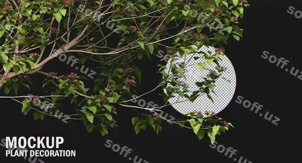 Turli xil turlar daraxt tarmoqlari, kichik daraxtlar, izolyatsiya qilingan plantlar | Various types tree branch plants small trees isolated