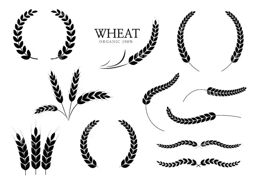 Buğum quloqlari guruch ikon padi buğumi laurel gurushi ikon vektor illustratsiyasi | Wheat ears rice icon paddy wheat laurel wreath icon vector illustration 2