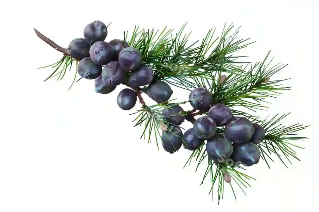 Chortoq daraxtining daraqasi bоqalar bilan | Branch pine tree with berries it