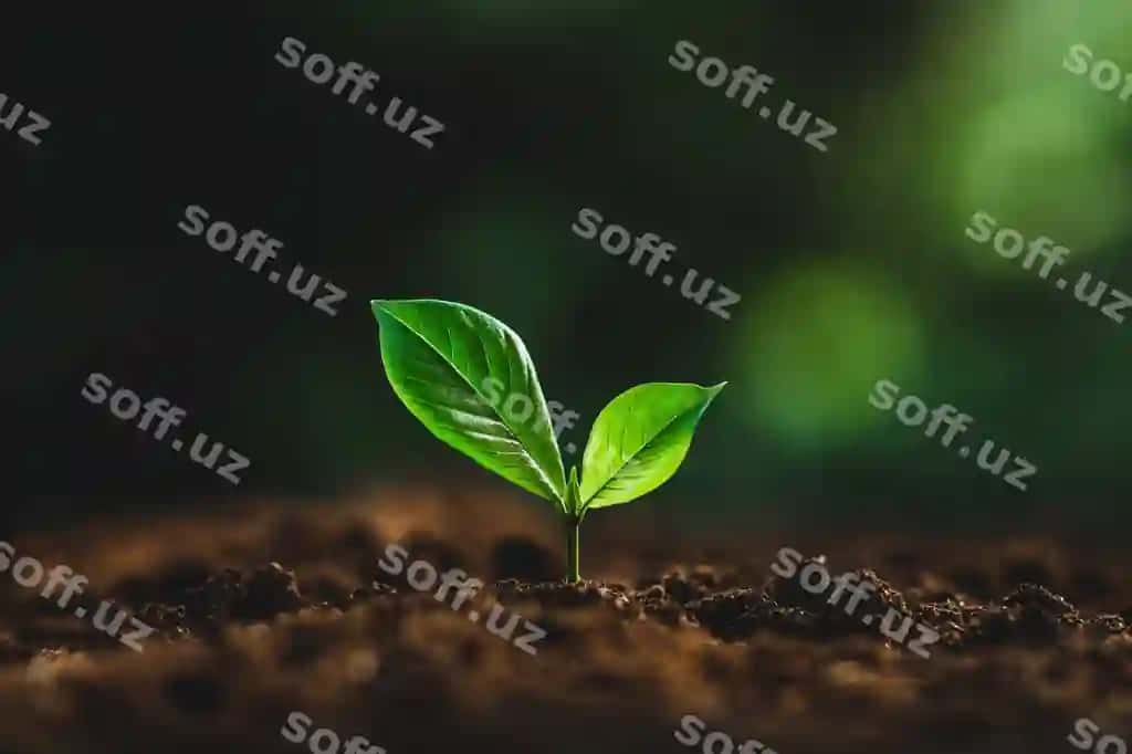 Yaqin kichik o'simlik o'sib boradigan maydon | Close up small plant growing field