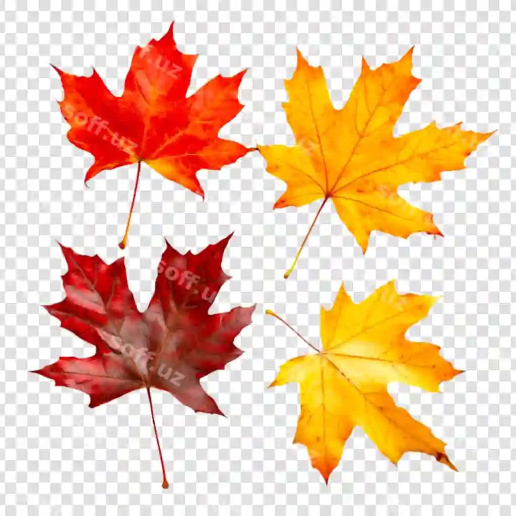 Binofat kuz buxar yaproqlari ajraltirilgan | Vibrant autumn maple leaves isolated 2