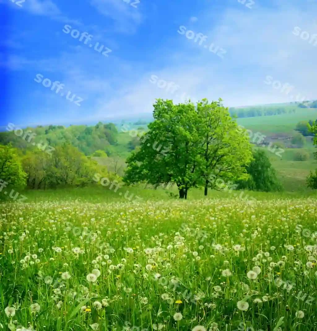 Bahor landskapi | Spring landscape 2