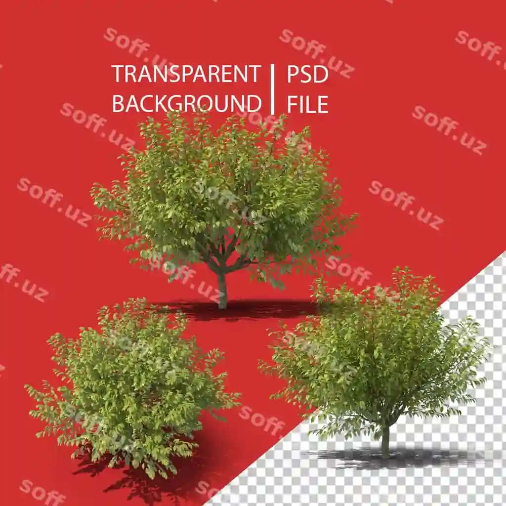 Girji png | Hackberry png
