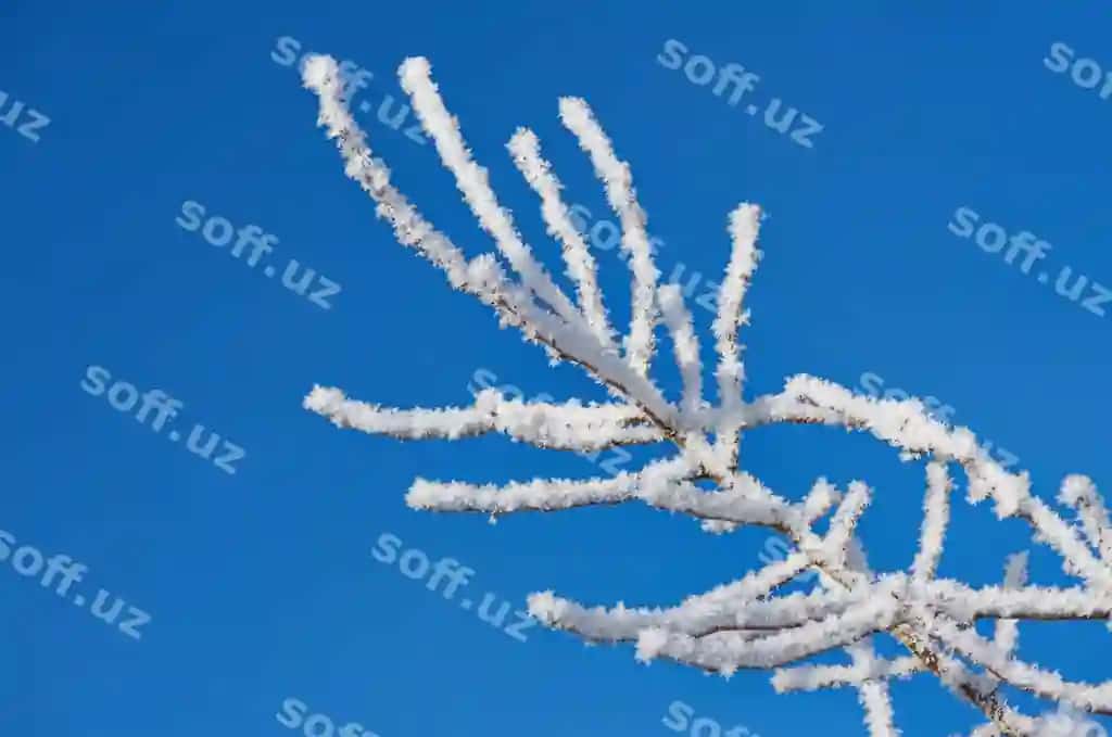Buzliq qor bilan o'ralgan sochlar | Twigs covered with ice snow